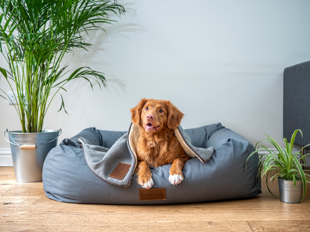Best Dog Beds UK 2026: Comfort & Durability