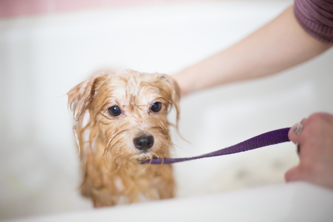 Dog Grooming Tools Guide: UK Essentials