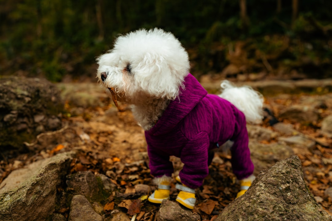 Dog Walking Gear Essentials: UK Guide